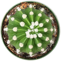 Echinopsis Domino Cactus Furry Round Spiky Indoor Plant Succulent (2'' + Clay Pot)